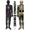 EL CUERPO HUMANO